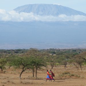 Kenya – Amboseli – Macadamia